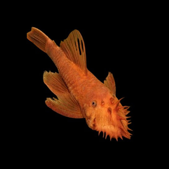 1 x Super Red Bristlenose Pleco Young Female 5-6cm - Topical Fish