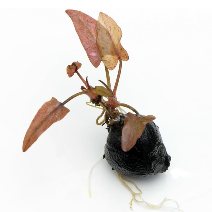 Red Tiger Lotus Bulb Nymphaea Live Aquarium Plant Tropical Lily Fry Betta