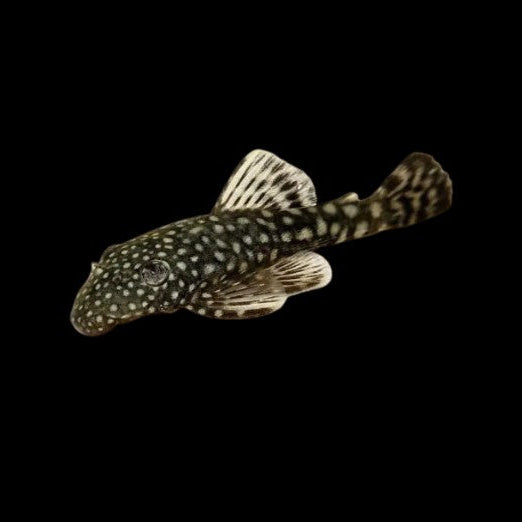 X1 Bristlenose Pleco Young Female 4-5cm - Topical Fish
