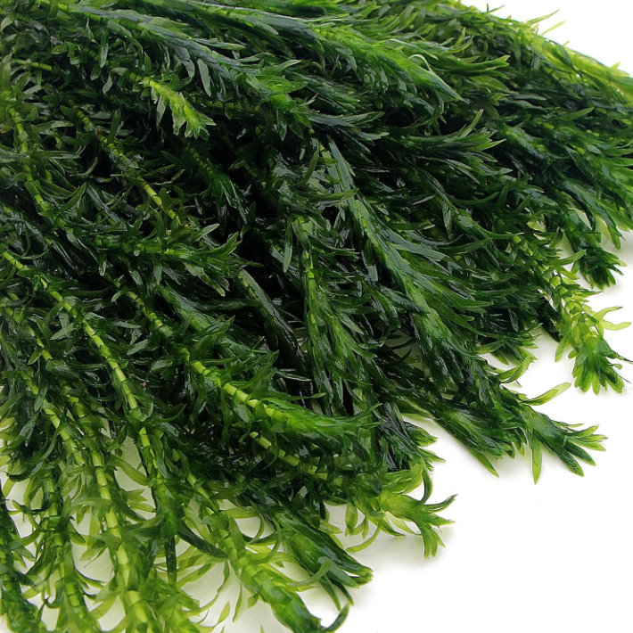 X10 Elodea Densa Oxygenating Pond Water Aquarium Live Plants Egeria