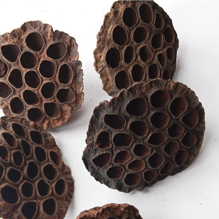 X5 Lotus Pods Isopods craft terrarium Aquarium florist  large 6-8cm