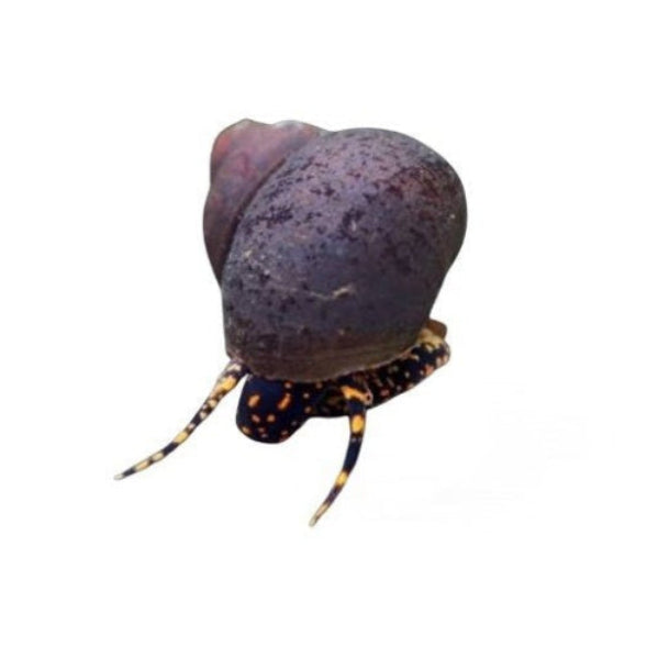 BLUEBERRY SNAIL VIVIPARUS TROPICAL FRESH WATER / SHRIMP SAFE