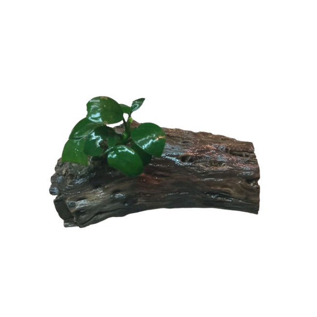Anubias Nana on Cholla/ Driftwood Bog Wood Live Aquarium Plants Shrimp Safe 10-15cm