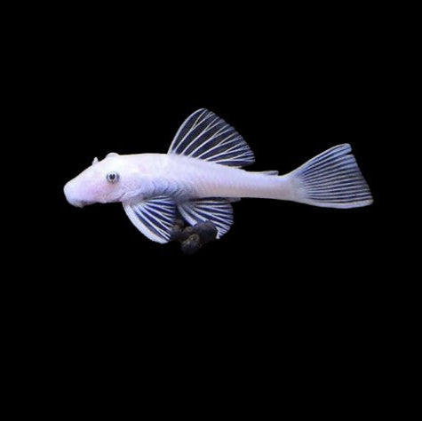 X1 Snow White Bristlenose Pleco Young 2.5-3cm Tropical Fish