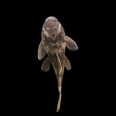 X1 Green Dragon Bristlenose Pleco Ancistrus catfish Young 3-4cm Tropical FISH