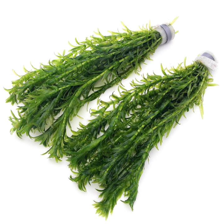 X10 Elodea Densa Oxygenating Pond Water Aquarium Live Plants Egeria