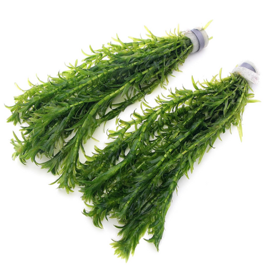X10 Elodea Densa Oxygenating Pond Water Aquarium Live Plants Egeria