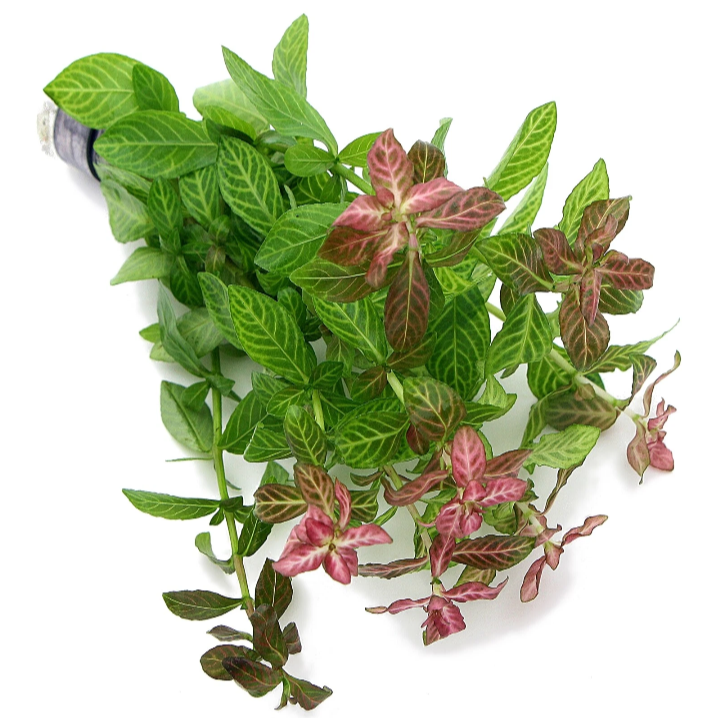 Hygrophila polysperma Rosanervig Sunset Live Aquarium Plants Tropical