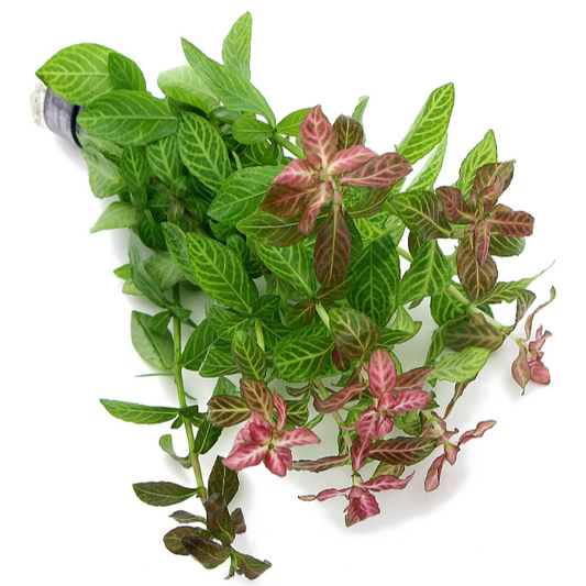 Hygrophila polysperma Rosanervig Sunset Live Aquarium Plants Tropical