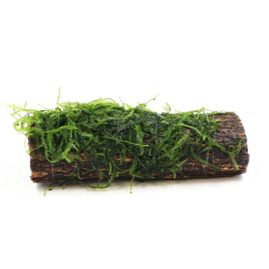 Assorted Moss On Thick Colla Wood- Bogwood -  live aquarium plant coldwater or tropical